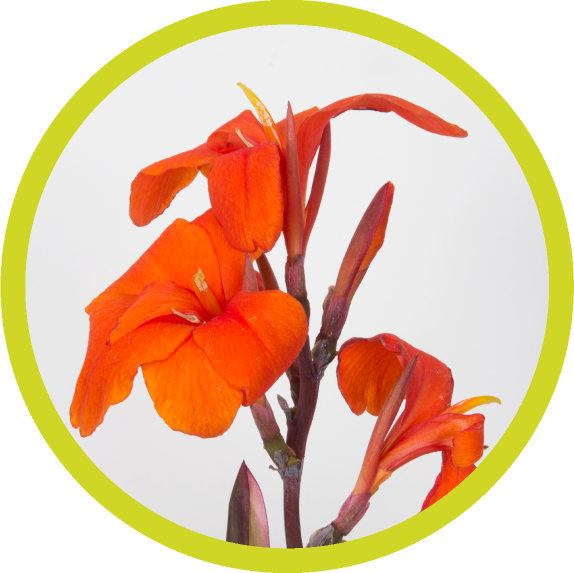 Lily Clipart (574x573), Png Download