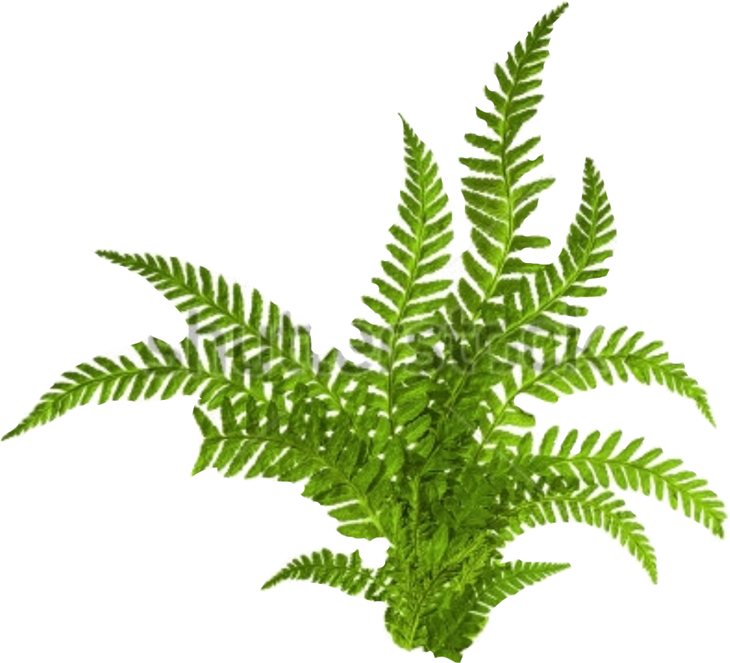 Fern Sticker Clipart (1024x930), Png Download