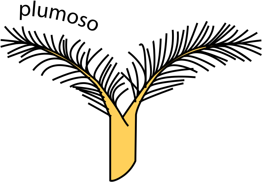 Style And Stigma Shape In Color-12 Feathery Clipart (935x768), Png Download