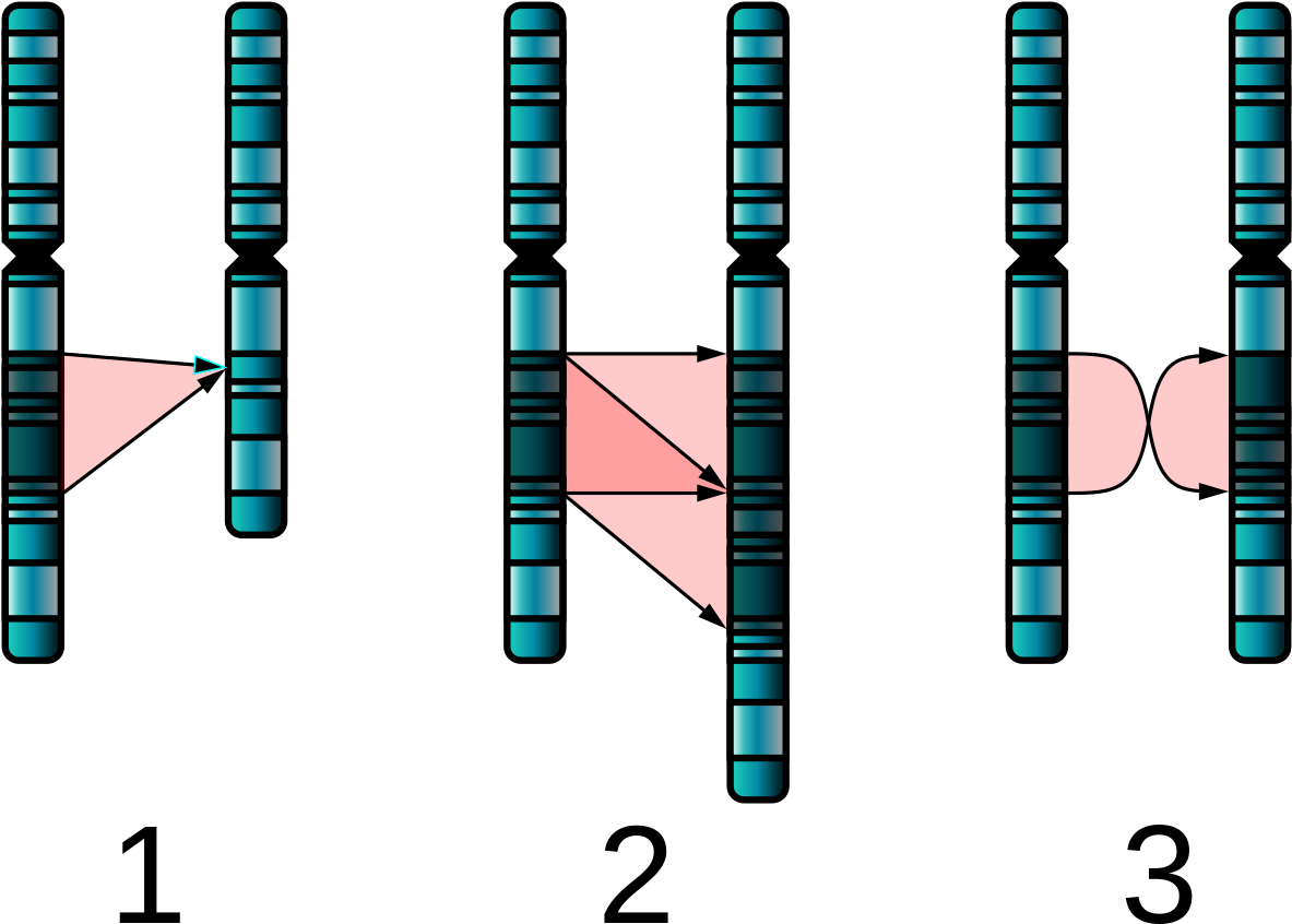 Bruno Bettelheim's Work With Emotionally Disturbed - Chromosomal Mutation Clipart (752x544), Png Download
