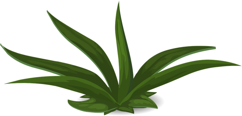 Grün, Pflanzen, Grünen, Lau - Plants Clipart (800x400), Png Download