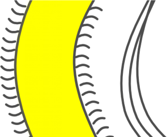 Bacteria Clipart Microorganism - Bacteria Clipart - Png Download (640x480), Png Download