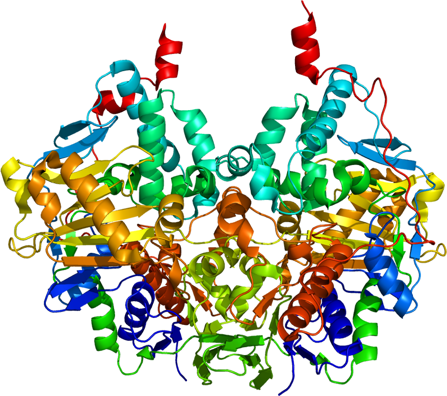 Monoamine Oxidase B Structure Clipart (955x851), Png Download