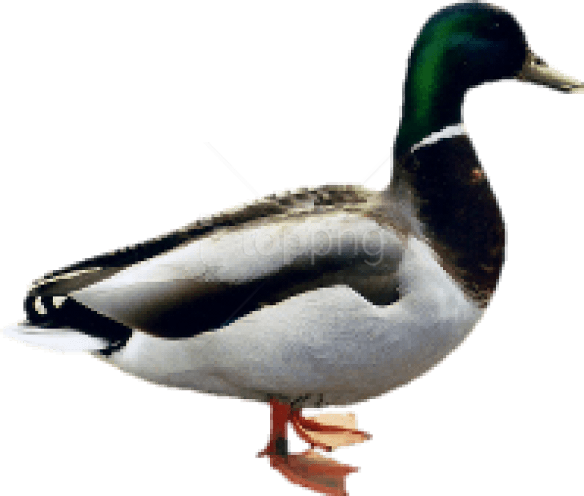 Free Png Download Duck Png Images Background Png Images - Duck Png Clipart (850x722), Png Download