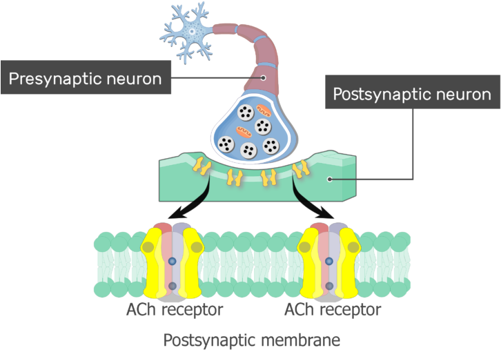 An Image Showing Sodium And Potassium (k) Ions Moving - Potencial Postsináptico Clipart (735x550), Png Download