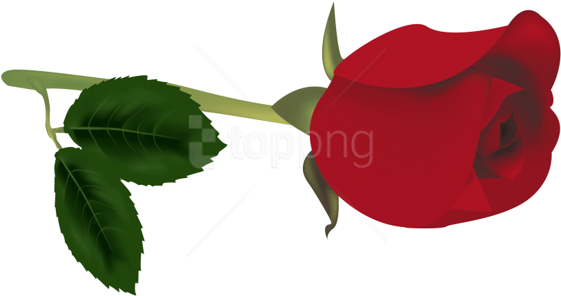 Free Png Download Red Rose Bud Clipart Png Photo Png - Rose Bud Clipart Transparent Png (850x454), Png Download