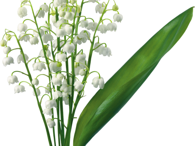 Lily Clipart Valley Border - Lily Of The Valley Png Transparent Png (640x480), Png Download