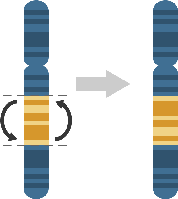 Inversion - - Inversion Mutation Clipart (662x690), Png Download