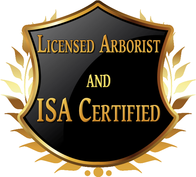 The Emergency Tree Service You Can Trust - 85212 Clipart (638x592), Png Download