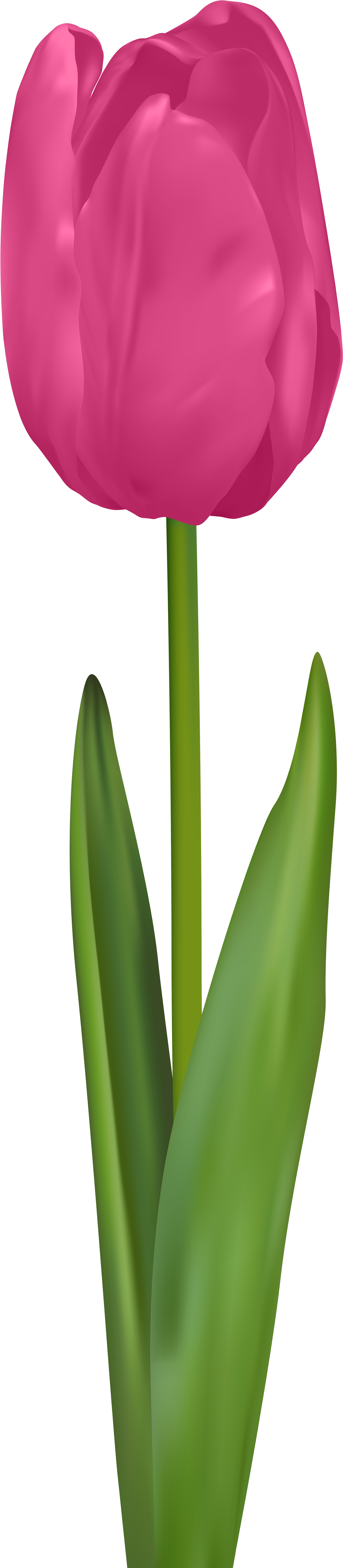 Tulip Pink Png Clip Art Image - Tulip Transparent Png (2085x8000), Png Download