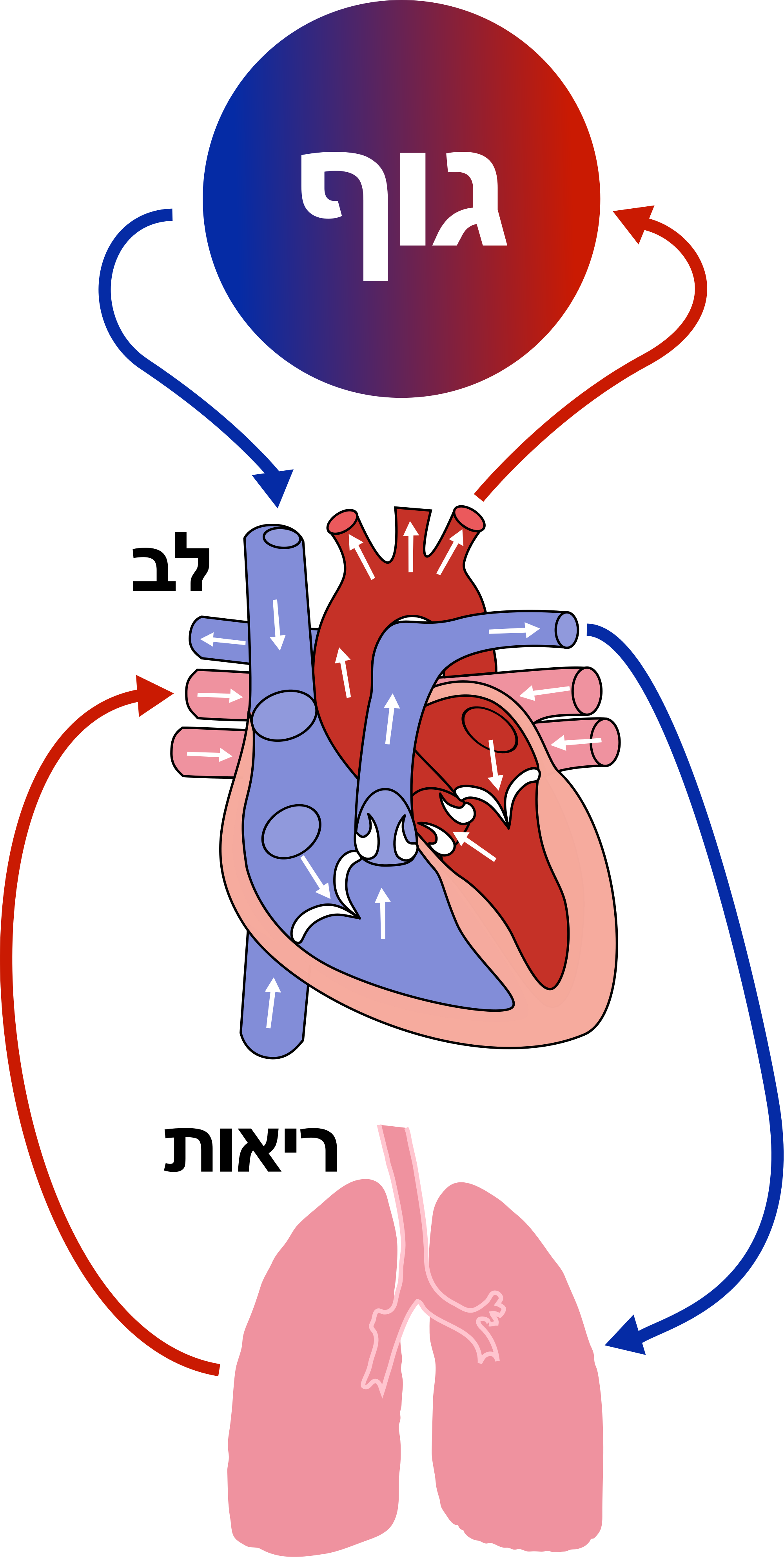 Open - Diagram Of The Heart Clipart (2000x3969), Png Download