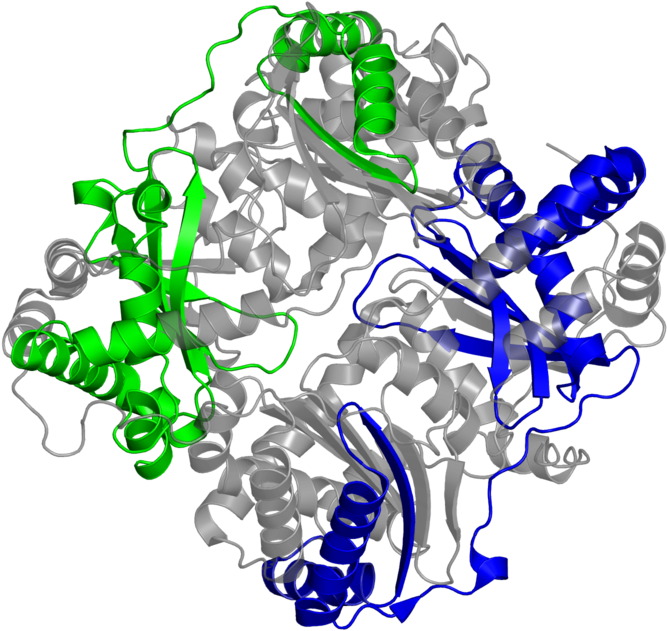 <div Class='caption-body'>2 Copies Of Pfam Domain - Graphic Design Clipart (800x800), Png Download