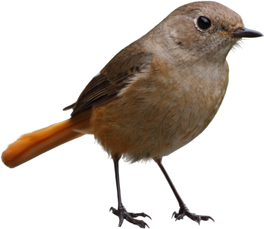 Bird - Bird Silhouette Png Transparent Background Clipart (866x650), Png Download