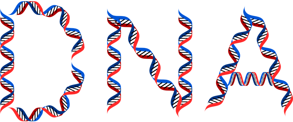 Dna And Weight Loss - Dna Clipart (961x402), Png Download
