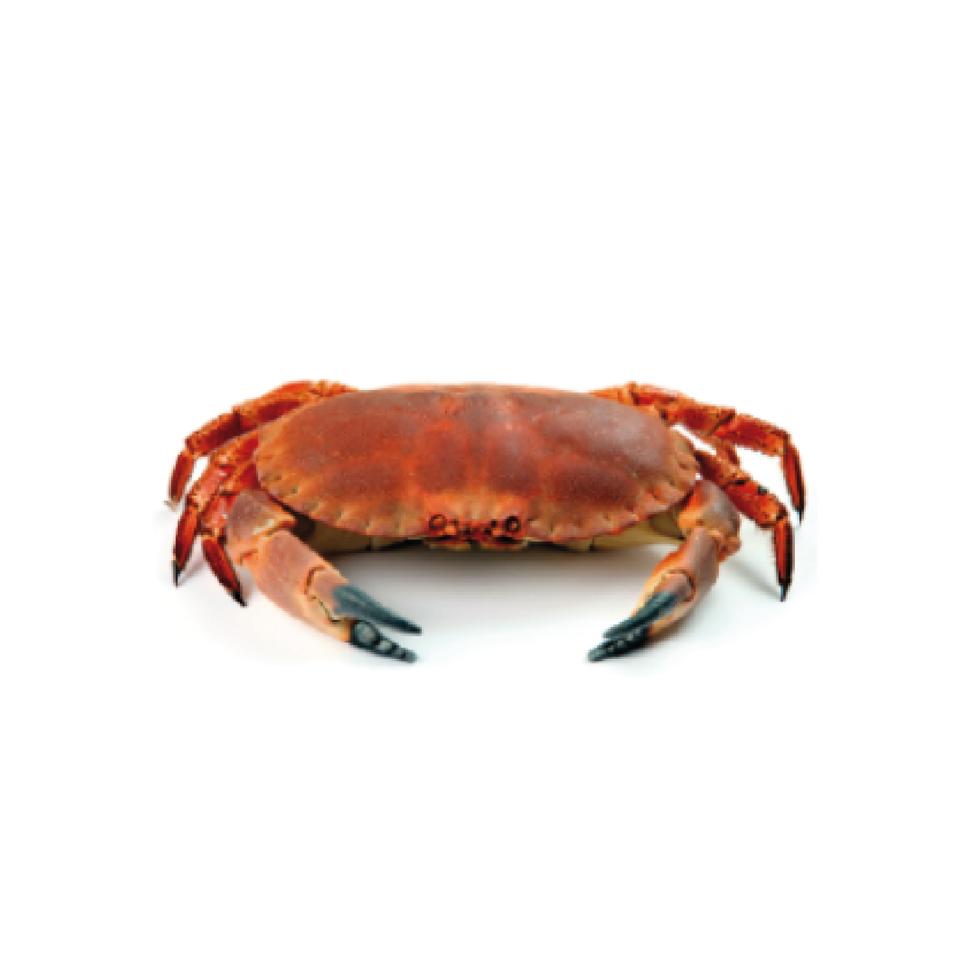 Crab Meat - Crab Raccoon Clipart (1920x1920), Png Download
