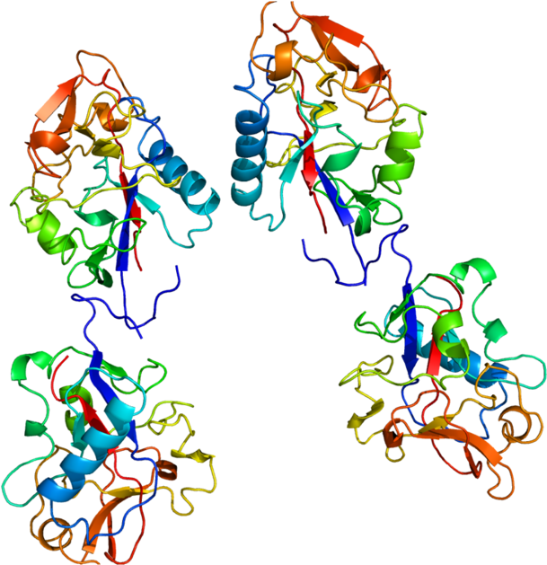 Col18a1 - Collagen Type 1 Protein Clipart (640x660), Png Download