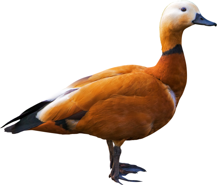 Duck - Birds Png Clipart (866x650), Png Download