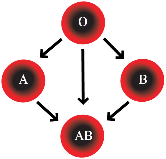 Abo Blood Group System - Four Blood Types Clipart (570x549), Png Download