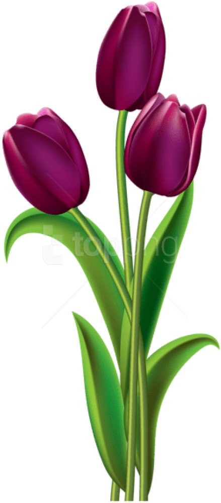 Free Png Download Tulips Transparentpicture Png Images - Purple Tulips Clip Art (480x1044), Png Download