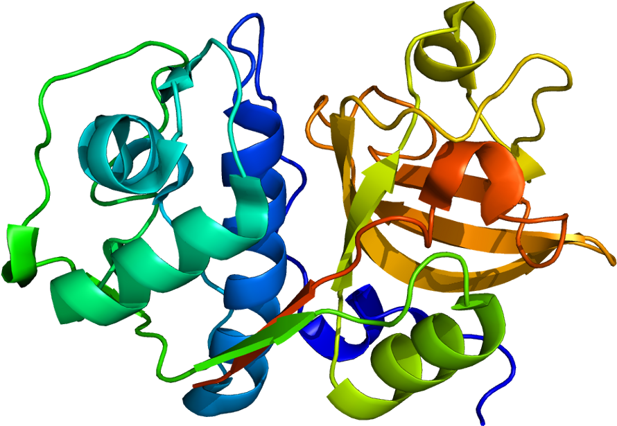 Cathepsin A Protein Structure Clipart (939x664), Png Download