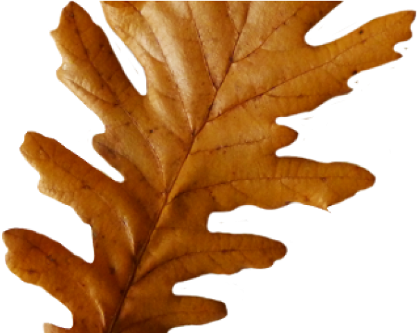 Pretty Clipart Leaves - Autumn Oak Leaves Png Transparent Png - Full ...