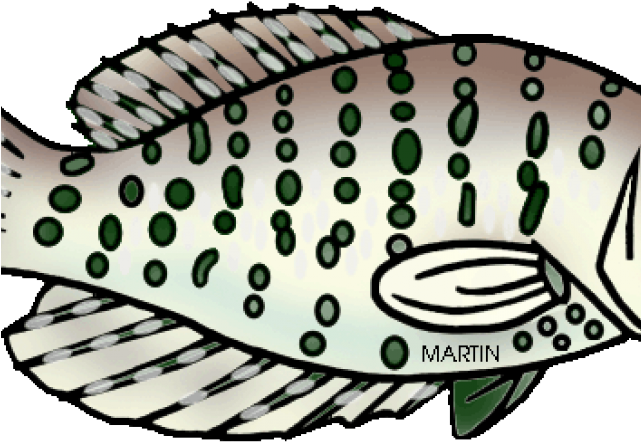 Marine Fish Clipart Fresh Water Fish - Png Download (640x480), Png Download