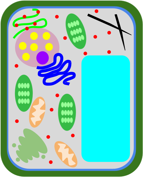 Vacuole - Location Clipart (994x763), Png Download