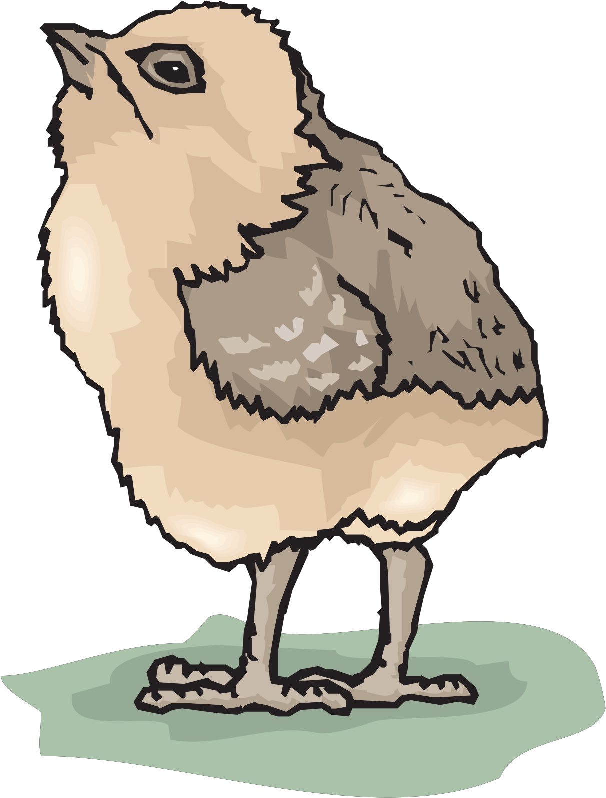 Chicks Baby Bird - Bébé Oiseau Png Clipart (971x1280), Png Download