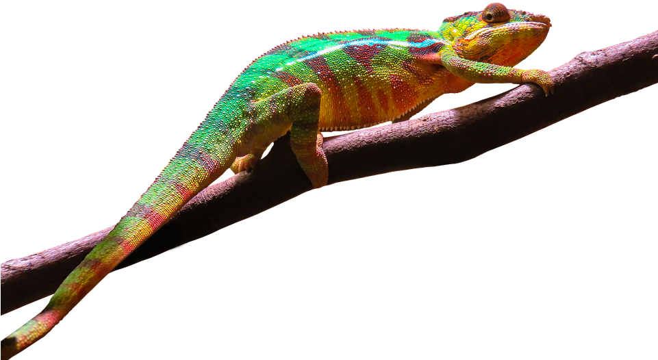 Chameleon Png - Camaleão Png Clipart (960x720), Png Download