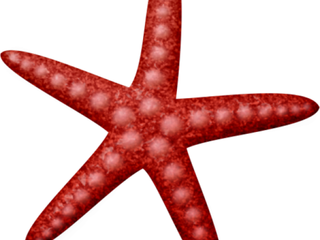 Starfish Clipart (640x480), Png Download