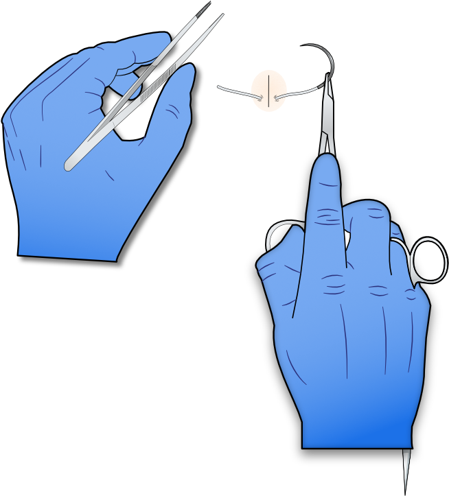 This Will Serve As Your Tail While Tying Down The Knot Clipart (800x800), Png Download