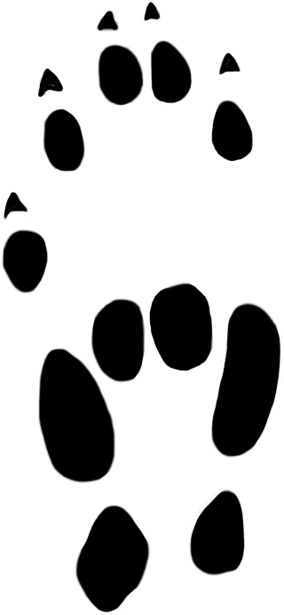 Mouse Paw Prints Clipart 3 By George - Computer - Png Download (442x874), Png Download