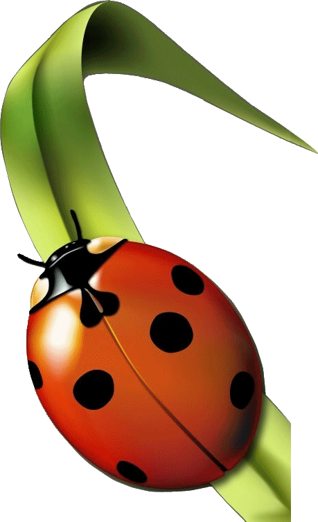 Coccinelle - Jardin Clipart (459x754), Png Download