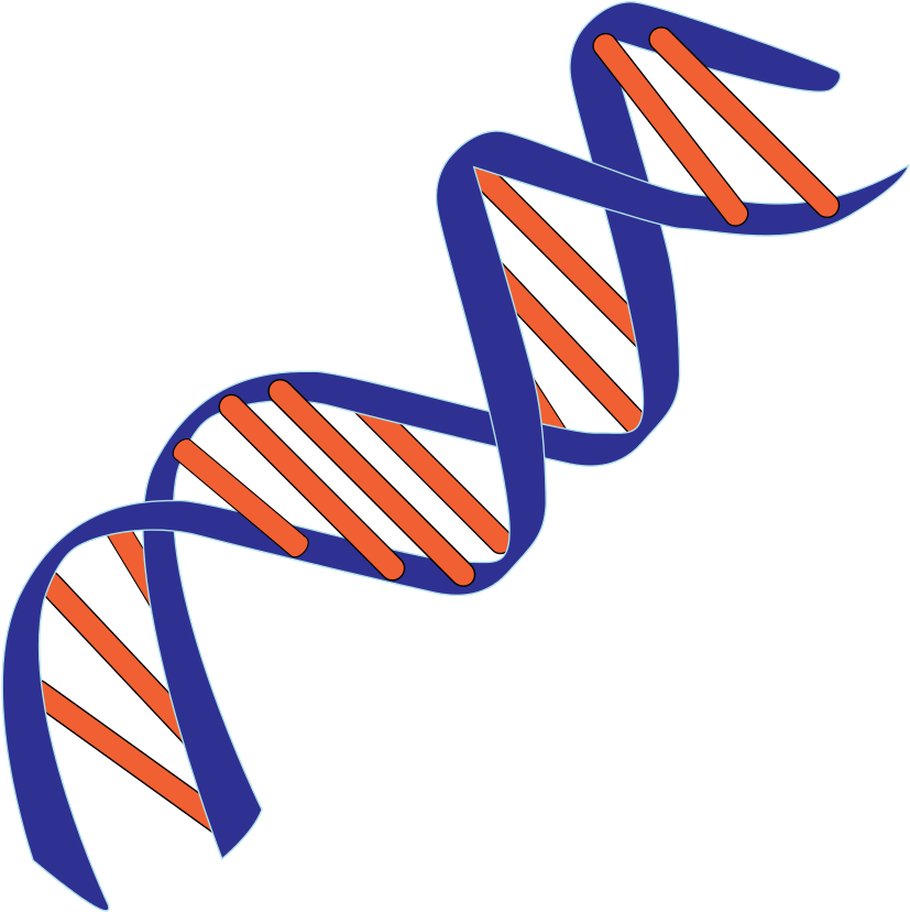 De Novo Thymidine Synthesis Clipart (1242x1024), Png Download