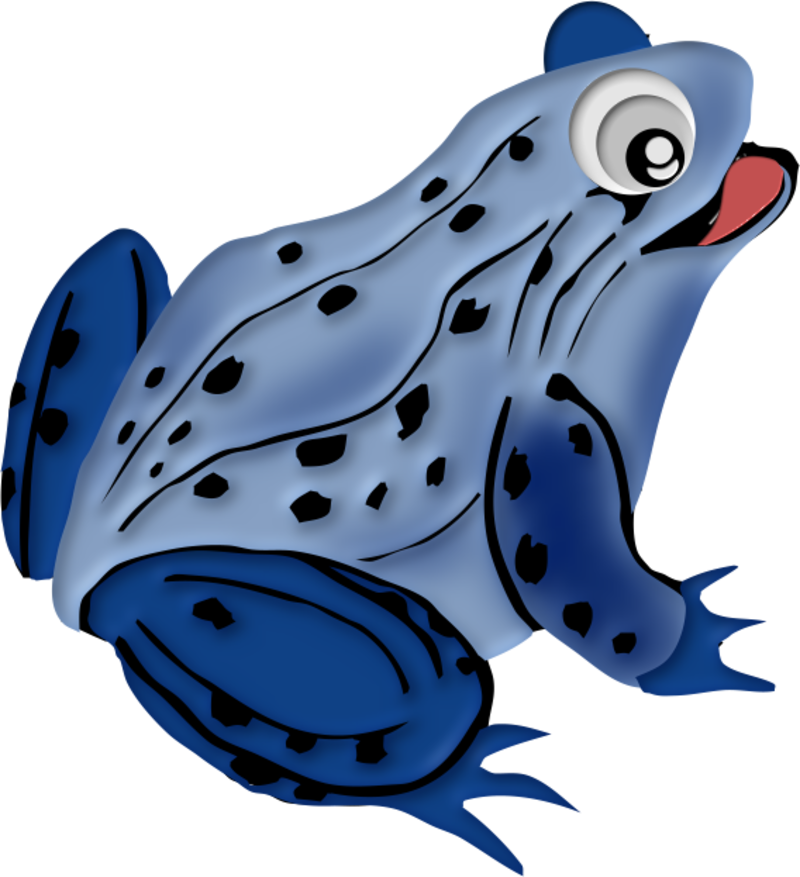 Grenouille13m2 Toad, Frogs, Art Drawings, Photoshop, - Frog Clipart (800x877), Png Download