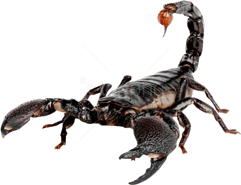 Free Png Scorpion Png Images Transparent - Transparent Scorpion Png Clipart (850x663), Png Download