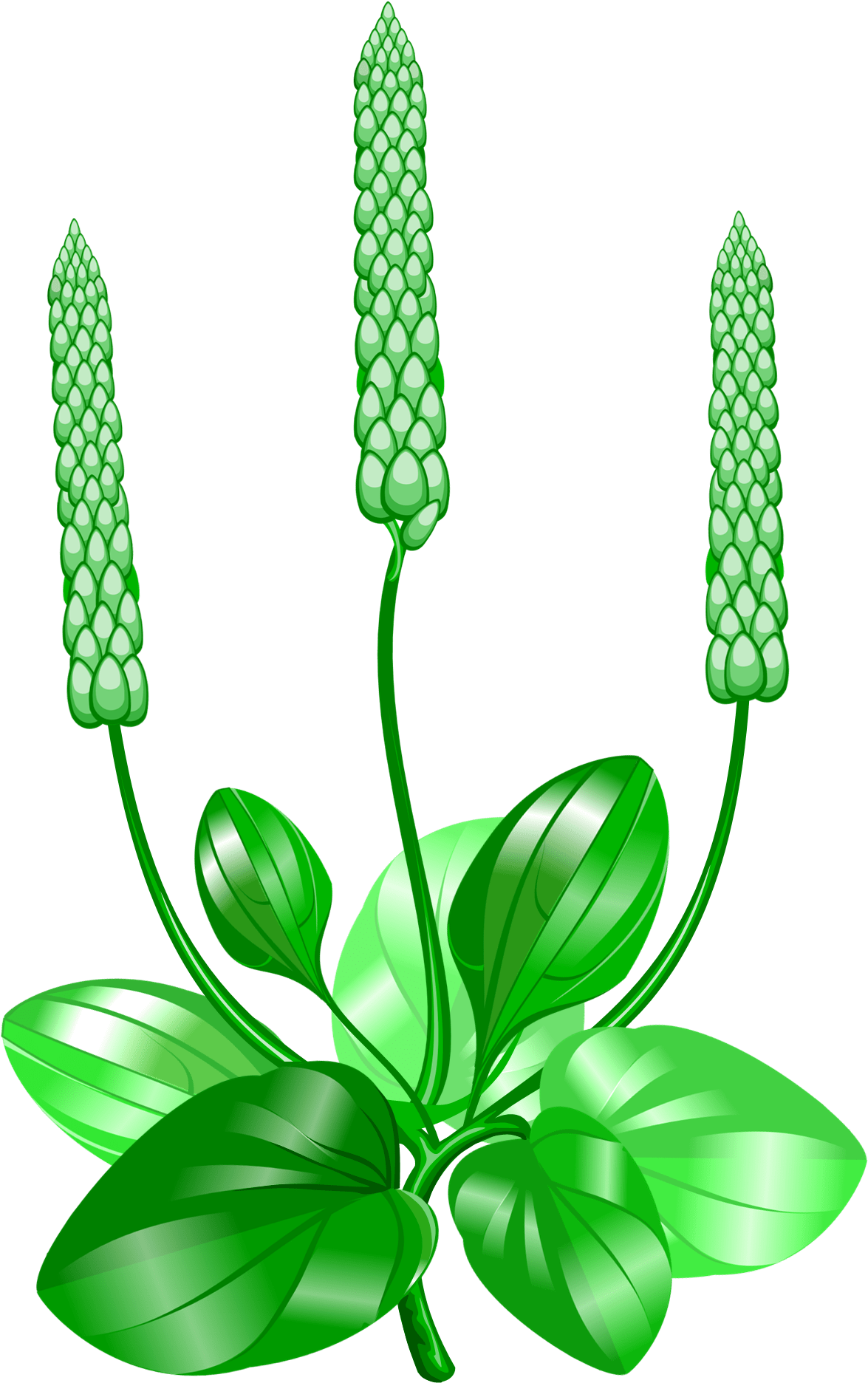 Spiked Club Clip Art - Png Download (1247x1895), Png Download