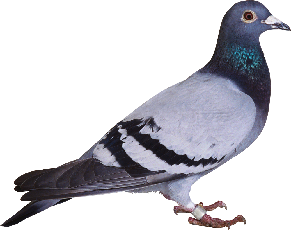 This Png File Is About Pigeon , Png - Pigeon Png Clipart - Full Size