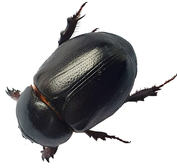 725 X 687 1 - Beetles Black Clipart (725x687), Png Download