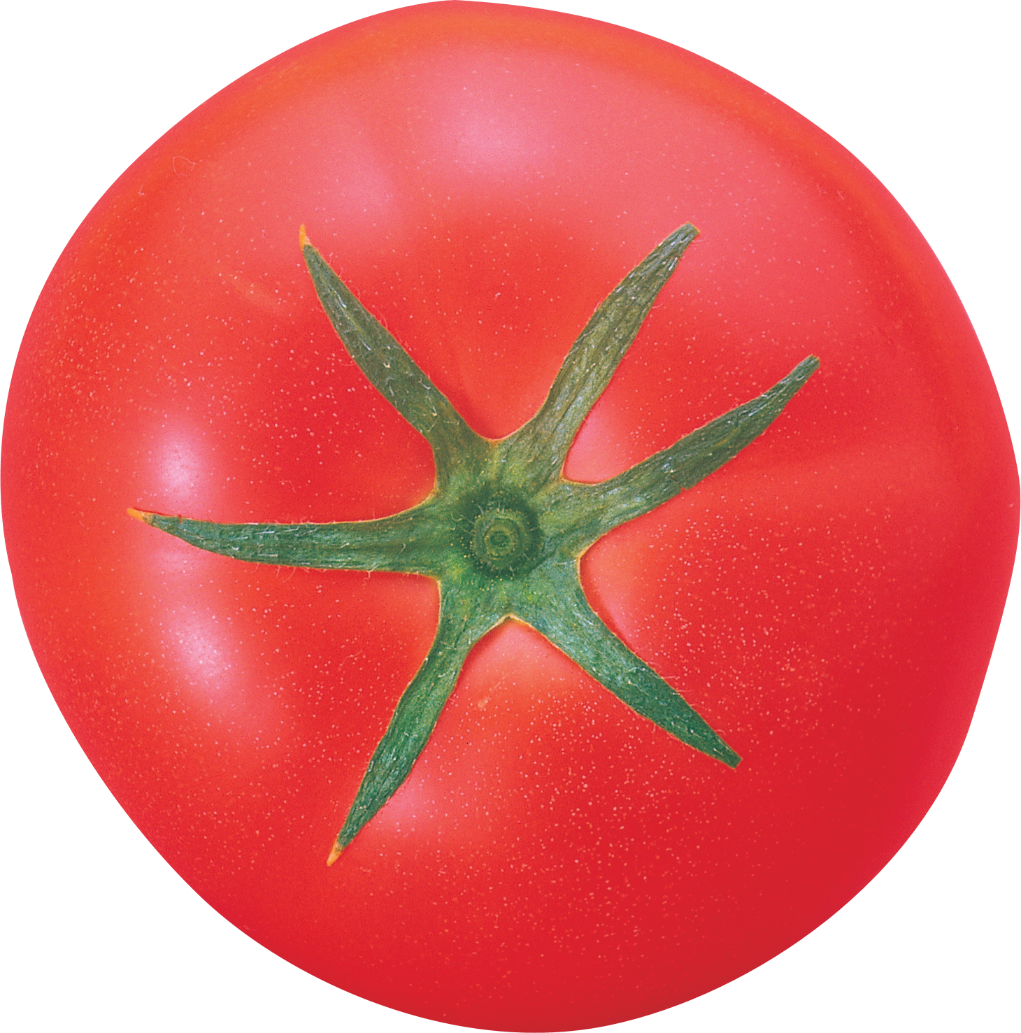 Tomato Png Clipart (1460x1477), Png Download