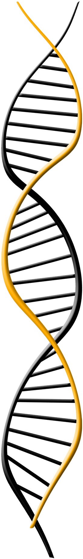 Genetic Symbol Clipart (1280x1920), Png Download