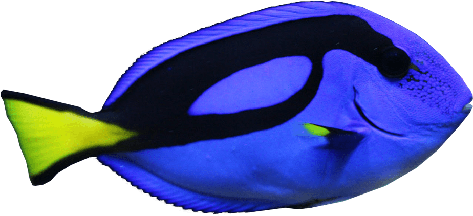 Blue Tang Fish Transparent Image Fish - Fish With No Background Clipart (974x531), Png Download
