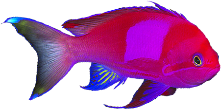 Square Spot Anthias - Goldfish Clipart (628x500), Png Download