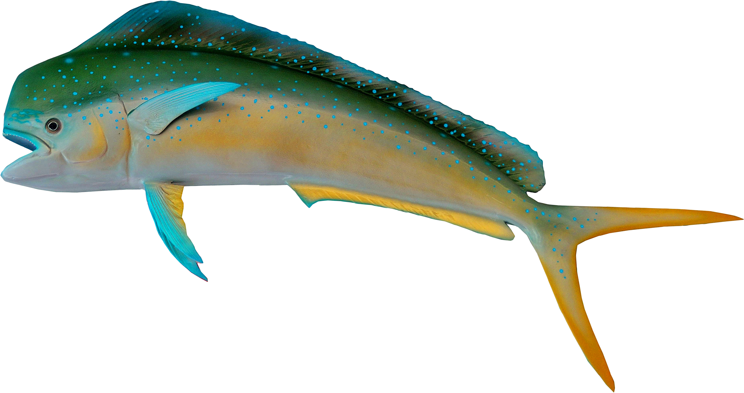 Fish Clipart (2522x1648), Png Download