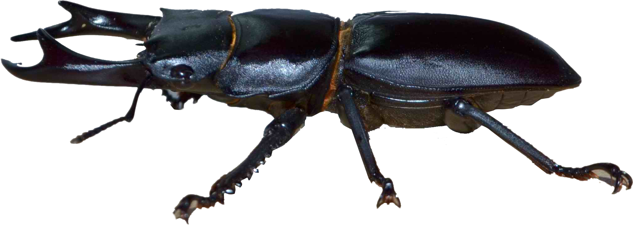 Dynastinae Stag Hercules Shovel - Beetle Insecto Clipart (2156x924), Png Download
