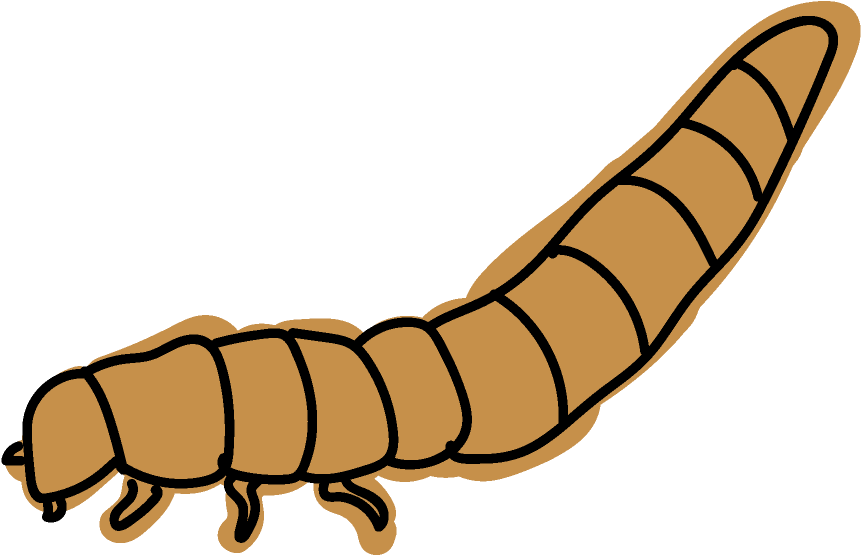 Celtic Ukulele Design For Kevin Carroll - Maguey Worm Clipart (957x657), Png Download