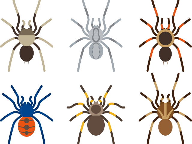 Arachnid Clipart Tarantula - Aranha Viuva Negra Azul - Png Download (640x480), Png Download