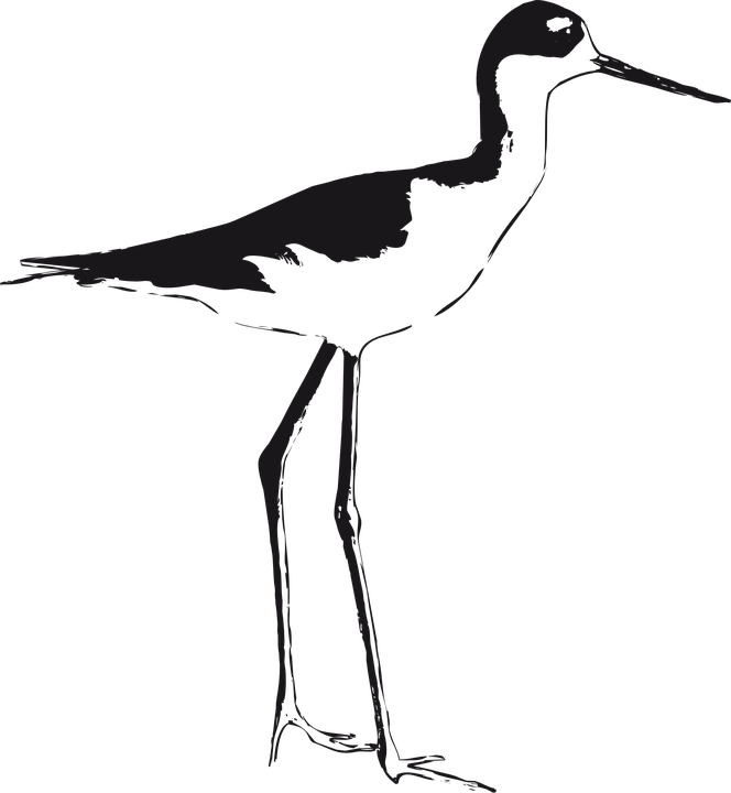 Stilt Birds Illustrations Clipart (664x720), Png Download