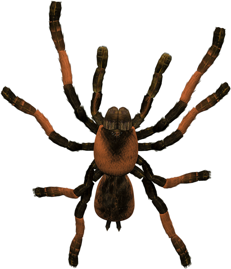 Tarantula Png Clipart (843x947), Png Download