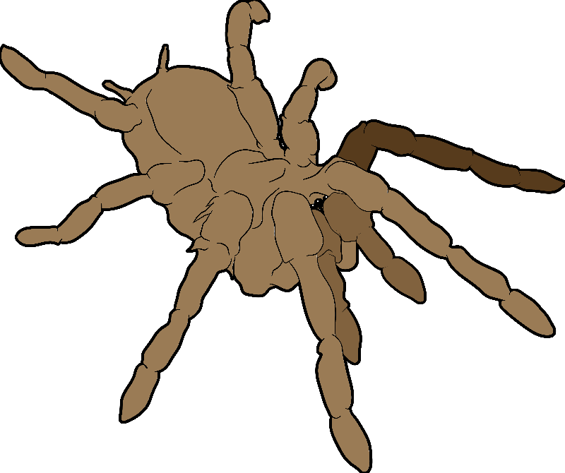 Tarantula Clipart (800x670), Png Download